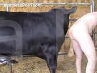 Horny middle aged dude sucks off a cow in the barn before letting it fuck him